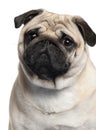 Close-up of Pug, 2 Years old Royalty Free Stock Photo