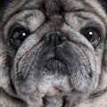 Close-up on a pug (8 years) Royalty Free Stock Photo