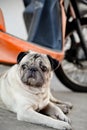 Close up pug dog looking for something, front, motercycle Royalty Free Stock Photo