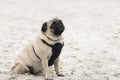 Close up on pug dog on sand, sad face Royalty Free Stock Photo