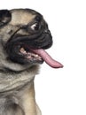 Close-up of a Pug, making a face and sticking the tongue out Royalty Free Stock Photo