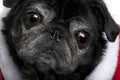 Close-up of Pug in Santa coat