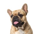 Close-up of a pug sticking the tongue out, Royalty Free Stock Photo