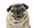 Close-up of a Pug, 7 years old , isolated Royalty Free Stock Photo