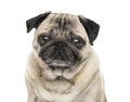 Close-up of a Pug, 6 years old , Royalty Free Stock Photo
