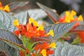 Chrysothemis pulchella Donn ex Sims Decne flowers,Gesneriaceae Royalty Free Stock Photo