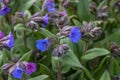 Pulmonaria Blue Ensign