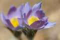 A close up of pulsatilla patens flower Royalty Free Stock Photo