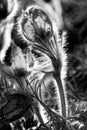 Pulsatilla Vulgaris in black and white