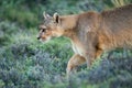 Close-up of puma with catchlight crossing scrubland Royalty Free Stock Photo