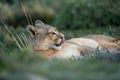 Close-up of puma with catchlight lying down Royalty Free Stock Photo