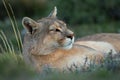Close-up of puma with catchlight lying staring Royalty Free Stock Photo