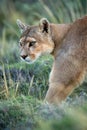 Close-up of puma with catchlights crossing scrubland Royalty Free Stock Photo