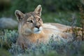 Close-up of puma with catchlights lying staring Royalty Free Stock Photo