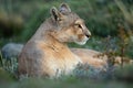 Close-up of puma lying down with catchlight Royalty Free Stock Photo