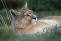 Close-up of puma lying staring with catchlight Royalty Free Stock Photo
