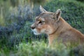 Close-up of puma sitting with bright catchlight Royalty Free Stock Photo