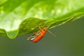 Close up Pumpkin beetle, Yellow Squash Beetle or Cucurbit Beetle on green leaf