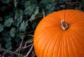 Close up of a Pumpkin in a Fall Pumpkin Patch