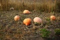 Closeup of pumpkin growth on the autumn vegetable garden Royalty Free Stock Photo