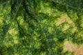 Close up pumpkin leaf. abstract green and yellow leaf background and texture. selective focus Royalty Free Stock Photo