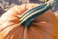 Close up of pumpkin at a pumpkin patch. Stem and orange pumpkin skin