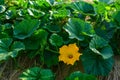 close up of pumpkin vine with yellow flower Royalty Free Stock Photo