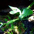 Close-up pumpkin young fruit in the garden. Strong green pumpkin vine growing Royalty Free Stock Photo