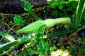 Close-up pumpkin young fruit in the garden. Strong green pumpkin vine growing Royalty Free Stock Photo