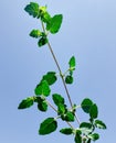 Close up punarnava or boerhavia diffusa plant with blue sky background in sun light.