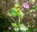 Close up punarnava or boerhavia diffusa plant with blurred background in sun light.