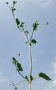 Close up punarnava or boerhavia diffusa plant with blue sky background.