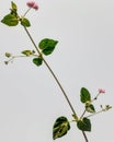 Close up punarnava or boerhavia diffusa plant isolated on white background in sun light