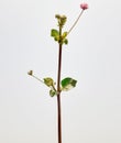 Close up punarnava or boerhavia diffusa plant isolated on white background in sun light