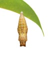 Close up of pupae Royalty Free Stock Photo