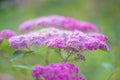 puple spiraea on green natural background