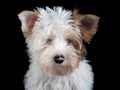 Close-up. A puppy with blue eyes looks seriously into the camera. Isolated. The dog looks intently at the camera with Royalty Free Stock Photo