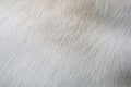 Close up puppy Lab Dog fur textures Royalty Free Stock Photo