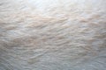 Close up puppy Lab Dog fur textures Royalty Free Stock Photo