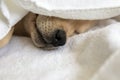 Close-up of puppy nose. Dog sleeping on white sheets