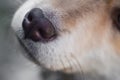 Close Up of Puppy Nose, selective focus. Royalty Free Stock Photo