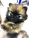 Close up of puppy pomeranain Royalty Free Stock Photo