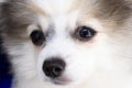 Close up puppy pomeranian waiting owner with sad face, selective focus Royalty Free Stock Photo