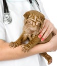 Close up puppy sharpei dog on hands at the veterinarian Royalty Free Stock Photo