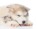 Close up puppy sleeping with kitten. isolated on white background Royalty Free Stock Photo