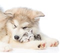 Close up puppy with sleepy kitten. isolated on white background