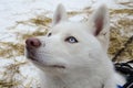 Close up of pure white hasky dog with pink nose