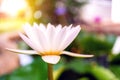 Close up of a pure white lotus flower with bokeh, soft-focus where the white lotus flower is blooming in the pond blurred the back Royalty Free Stock Photo