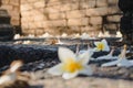 Close up of pure white plumeria flower Royalty Free Stock Photo