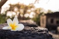 Close up of pure white plumeria flower Royalty Free Stock Photo